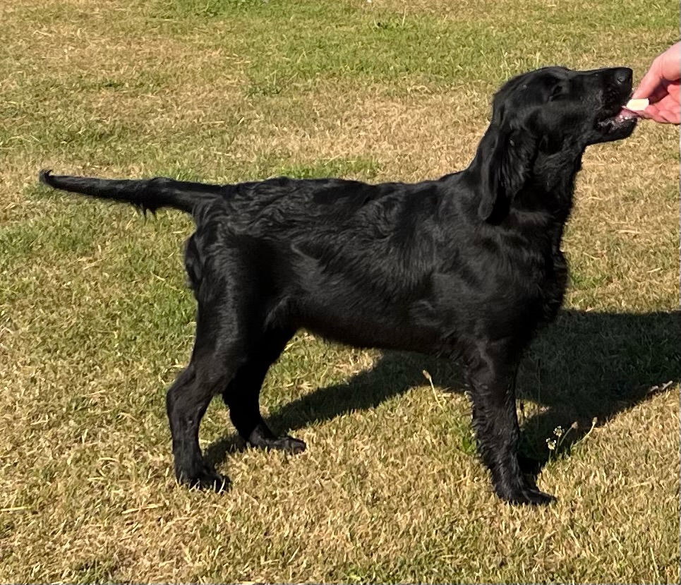 Flat-coated Retriever puppy fed on WorkingHPRs dry puppy food